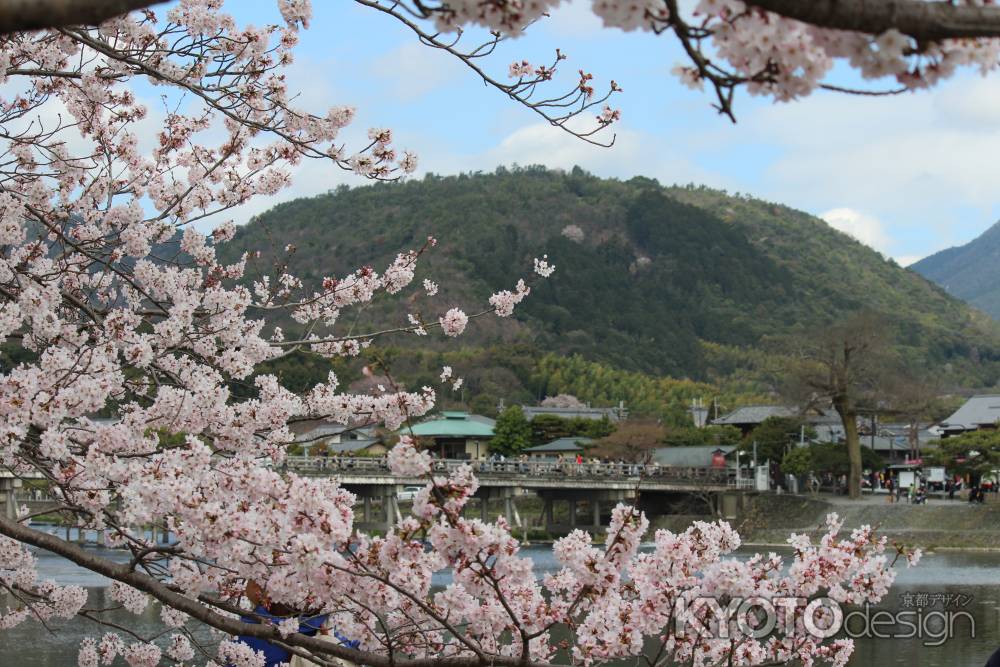 嵐山の桜②