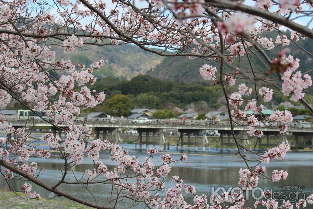 嵐山の桜③