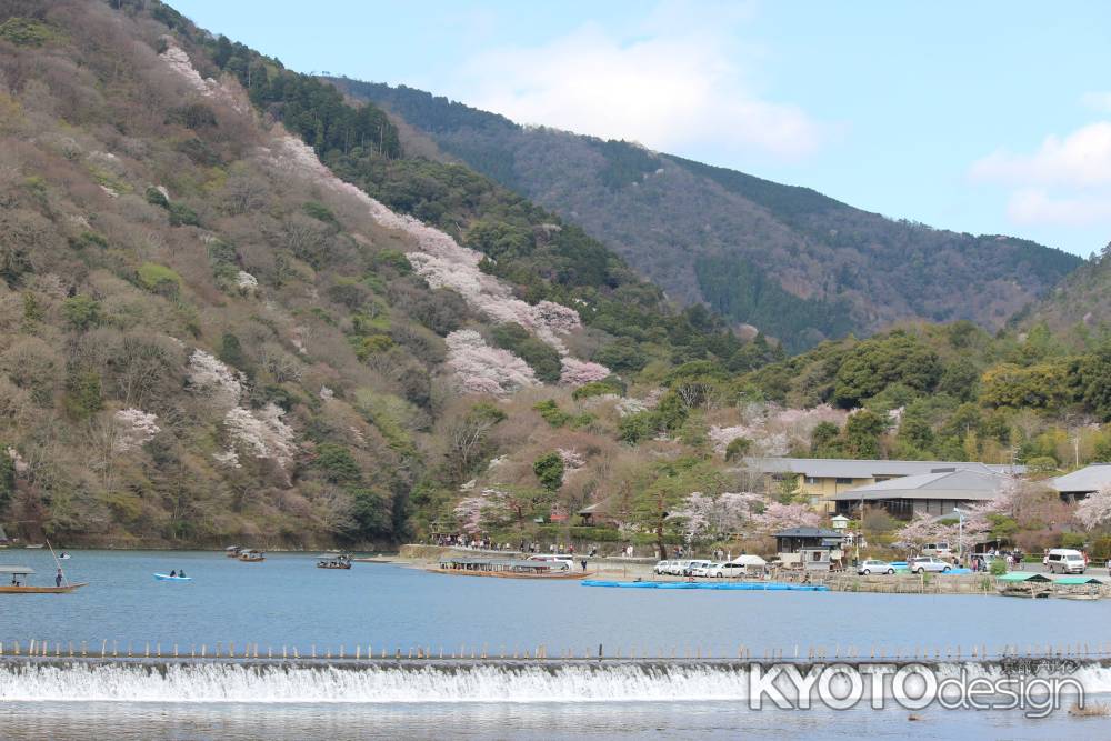 嵐山の桜④