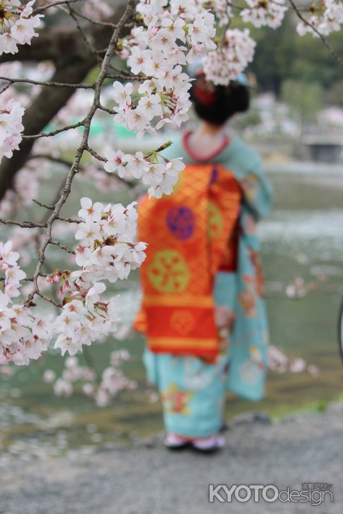 嵐山の桜⑤