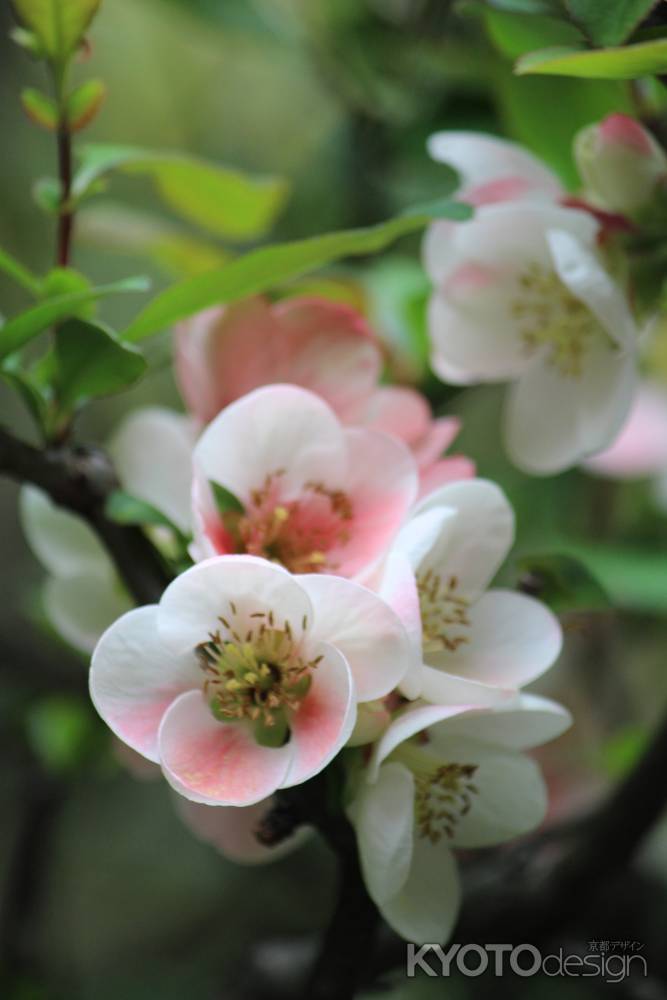 退蔵院庭園のぼけの花