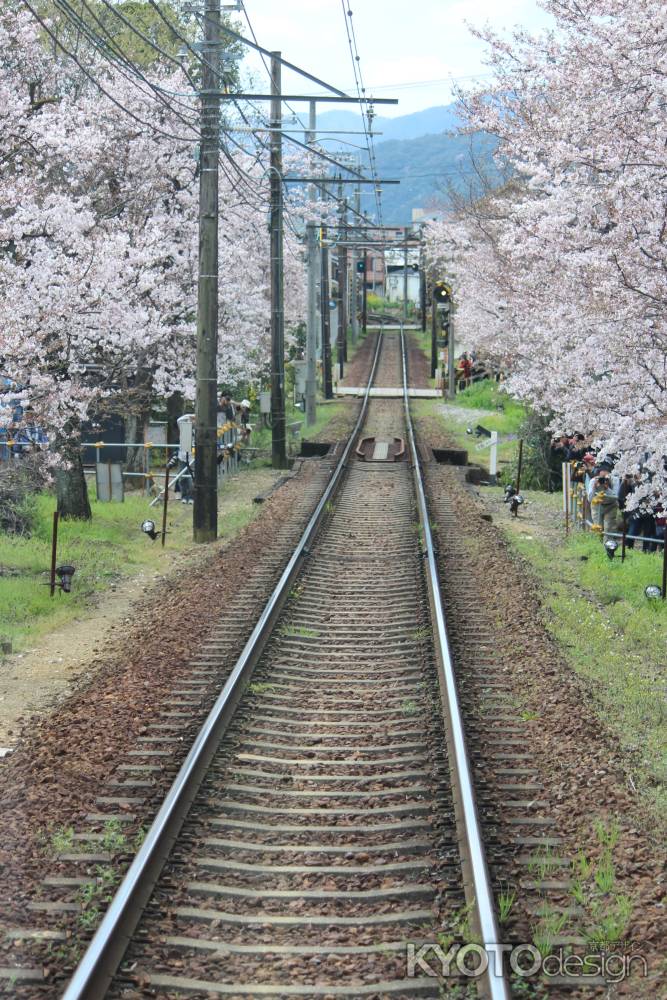 嵐電桜のトンネル