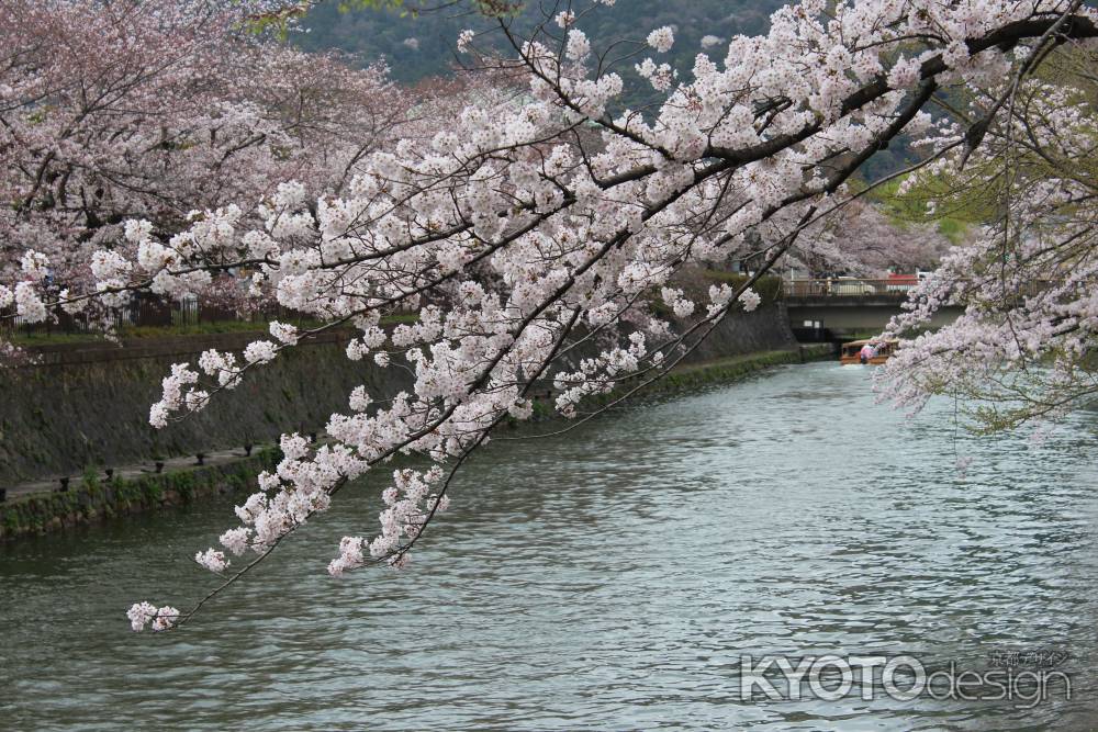 琵琶湖疎水の桜