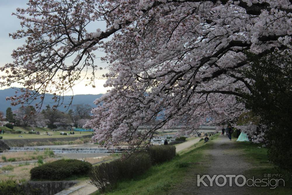 鴨川の桜①