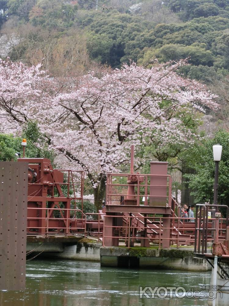 疎水の桜