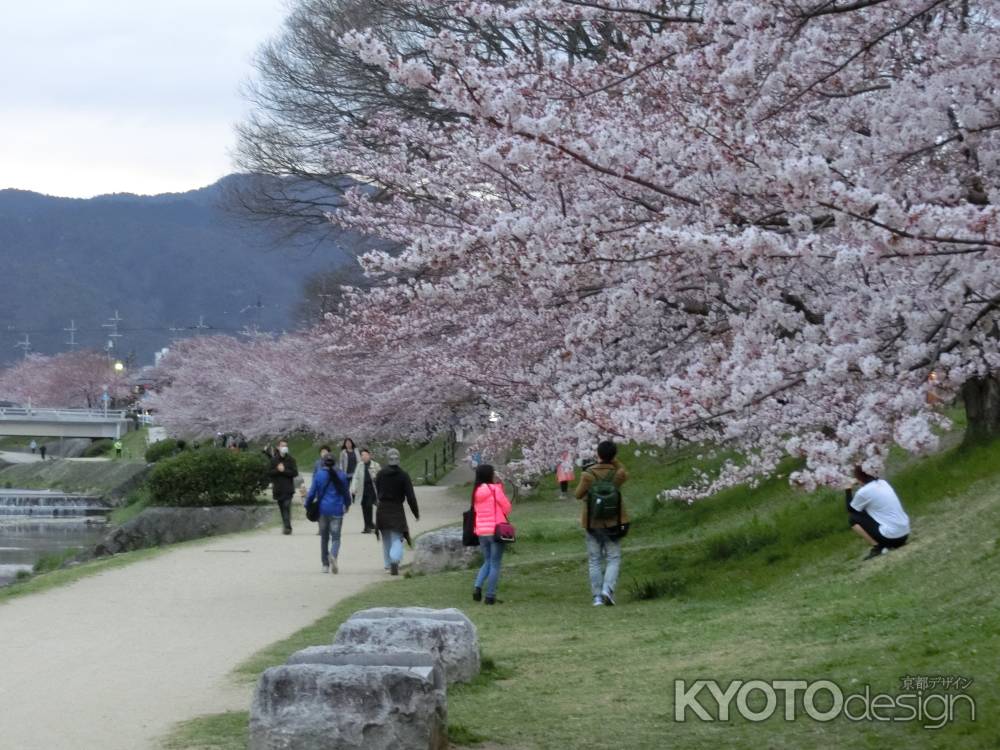 鴨川の桜②