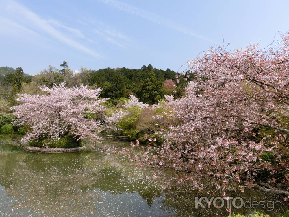 龍安寺の桜