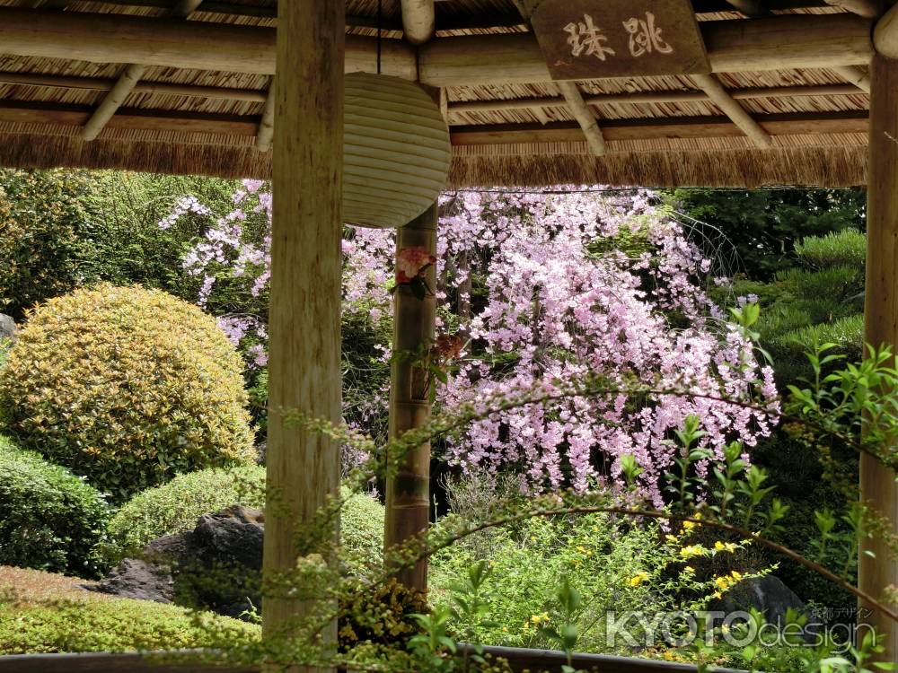 妙心寺　退蔵院庭園2