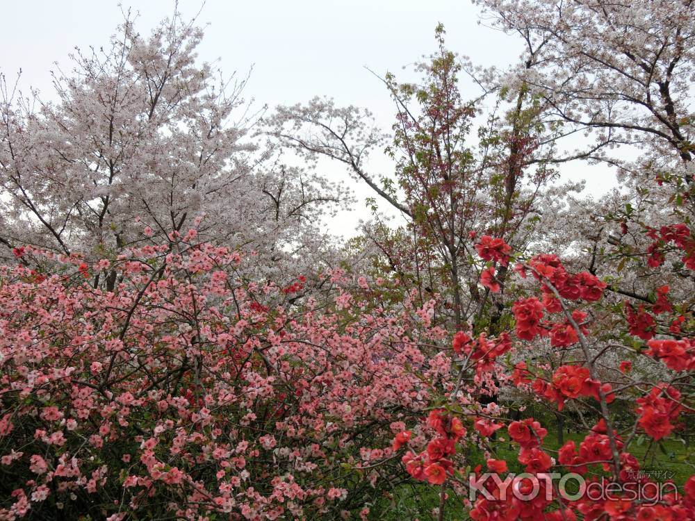 京都府立植物園