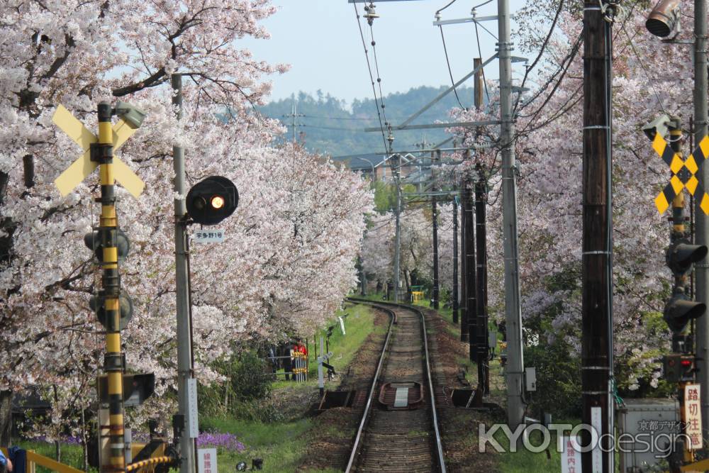 嵐電　桜のトンネル