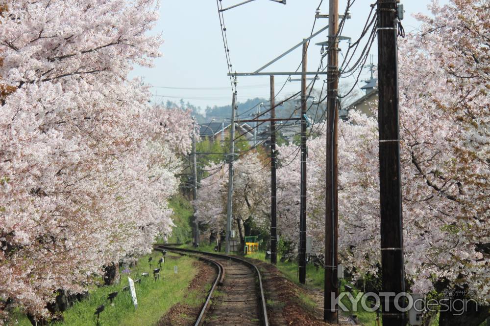 嵐電桜のトンネル2