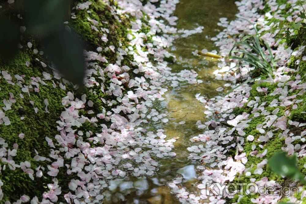 龍安寺の桜2