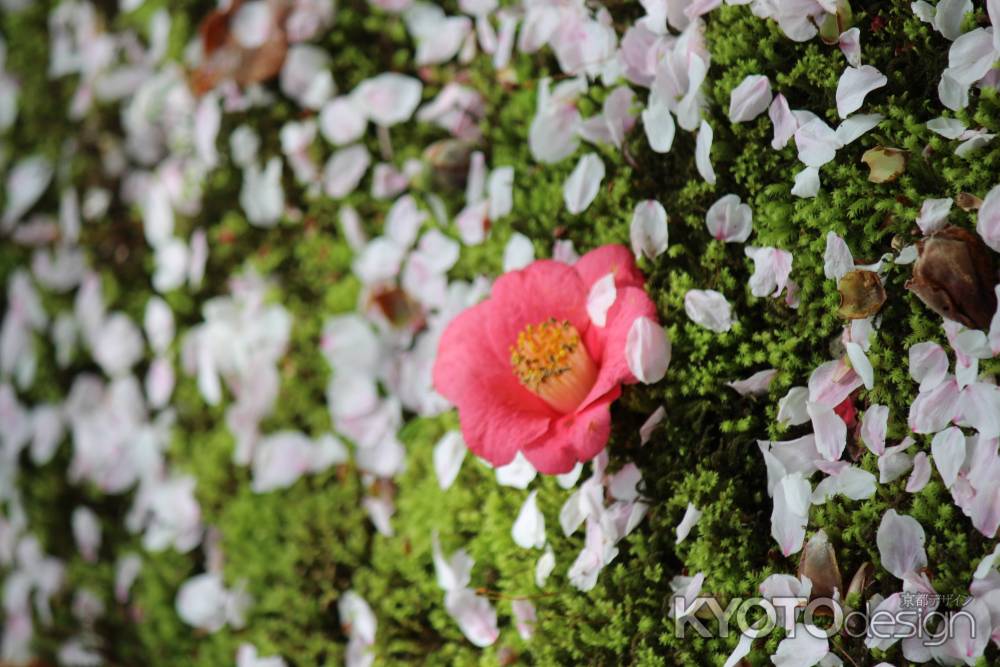 竜安寺の桜