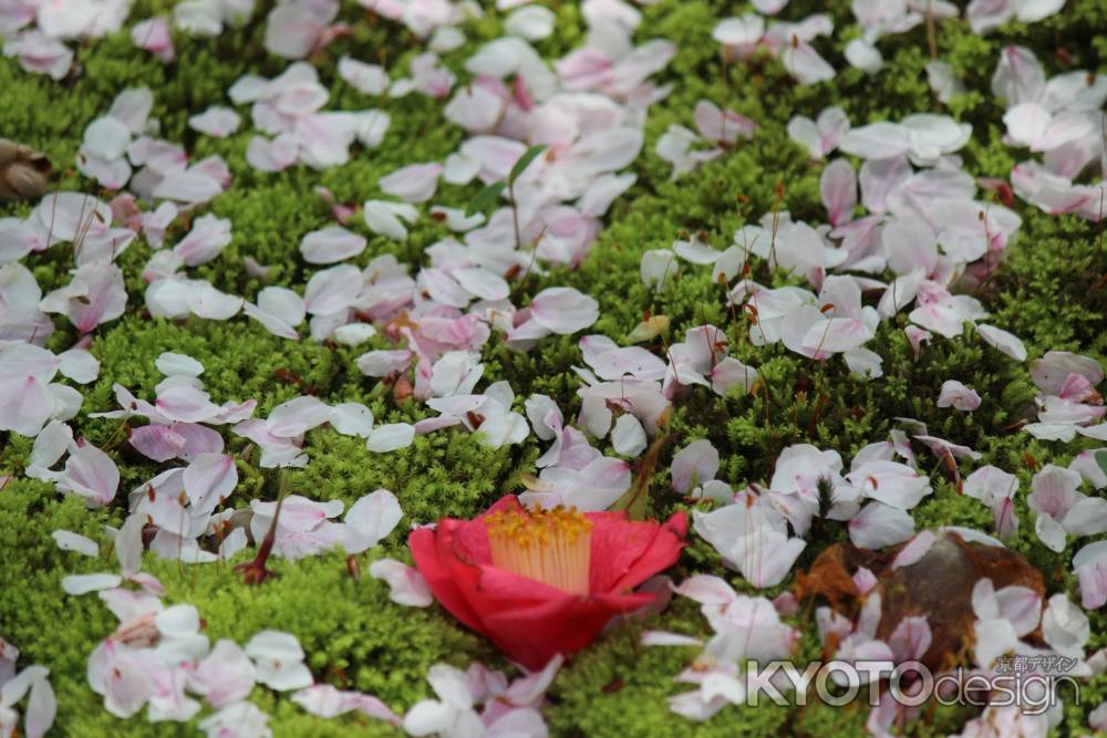 龍安寺の桜