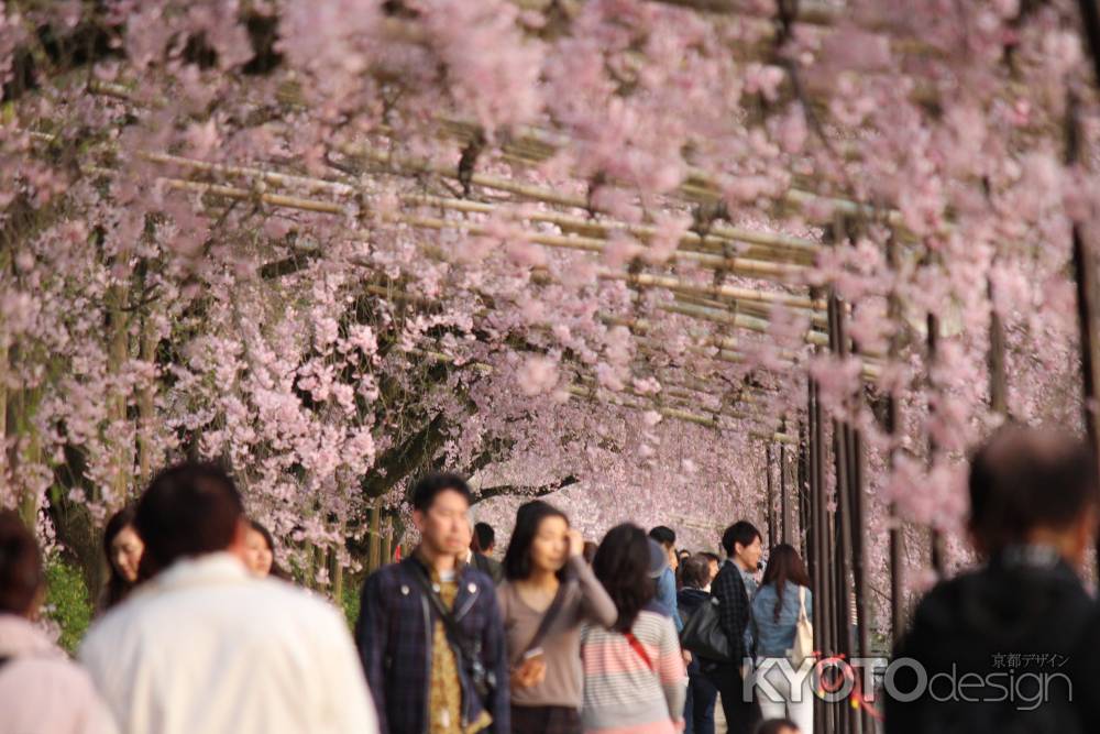 鴨川枝垂れ桜