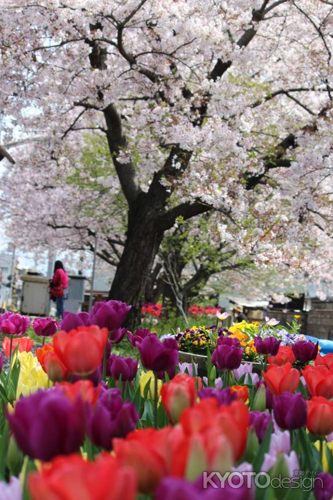 嵐電　桜とチューリップ