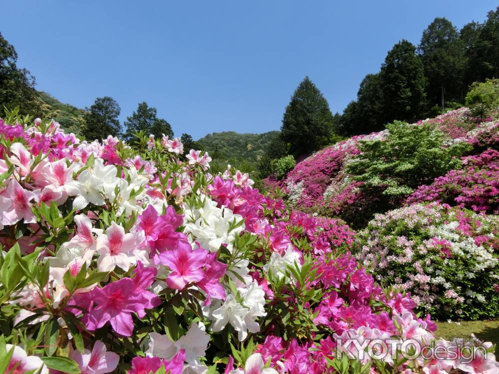 三室戸寺　つつじ1