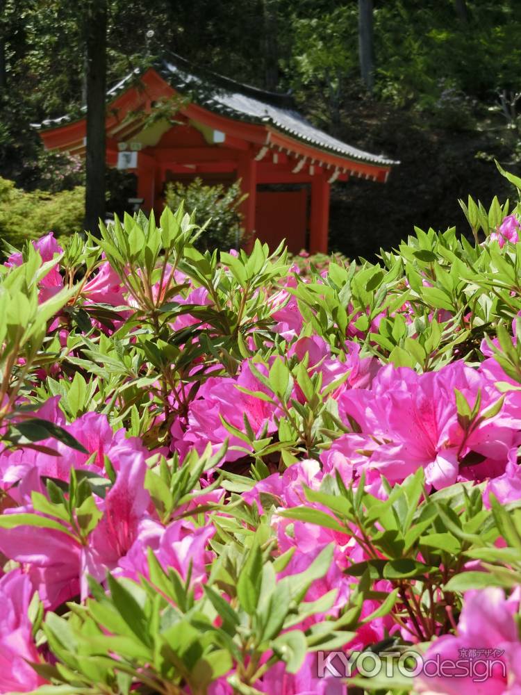 三室戸寺　つつじ2