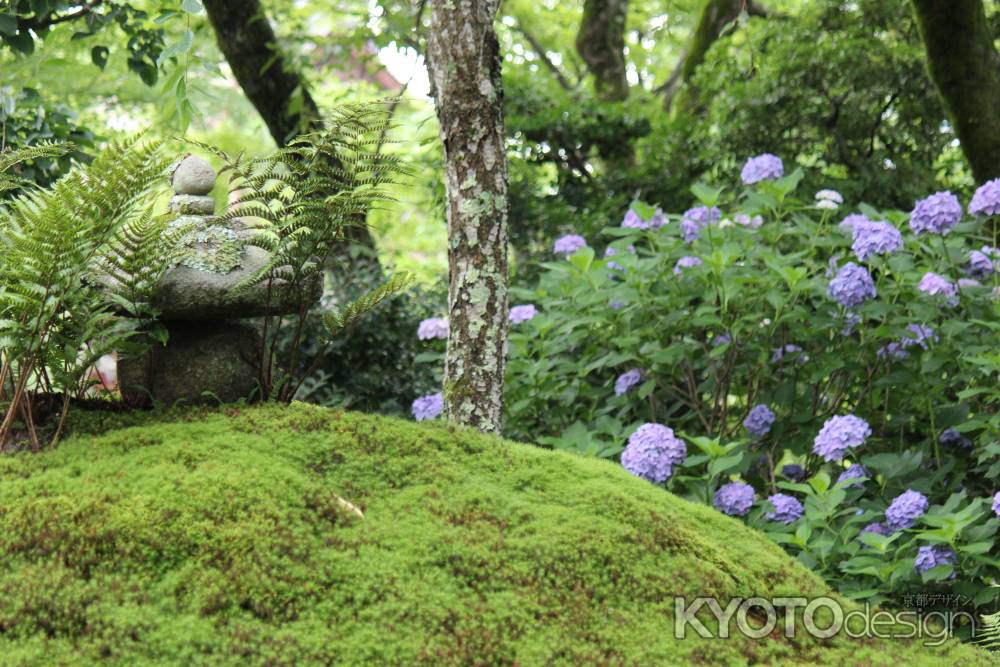 天龍寺　庭園の紫陽花