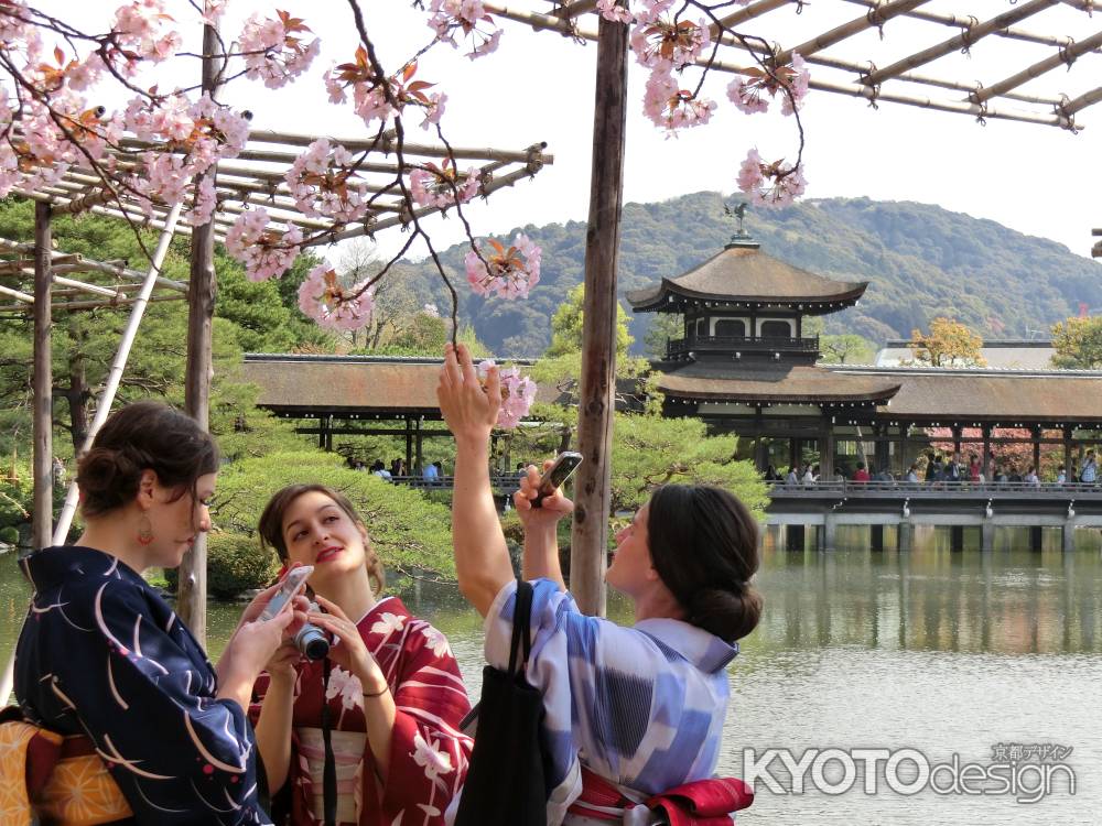 平安神宮　神苑の枝垂れ桜