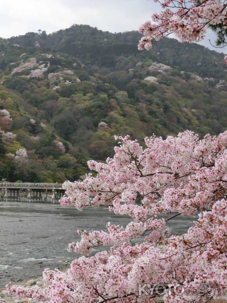 嵐山・渡月橋と桜