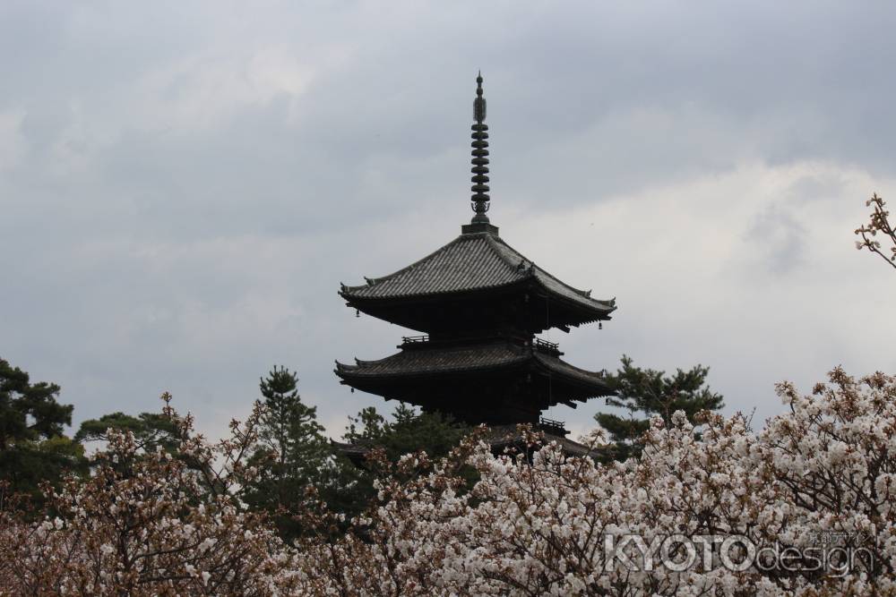 御室桜と五重塔