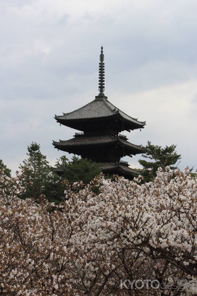御室桜と五重塔