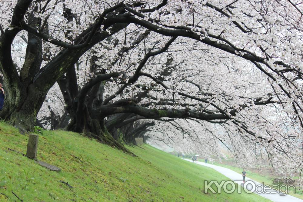 背割り堤の桜