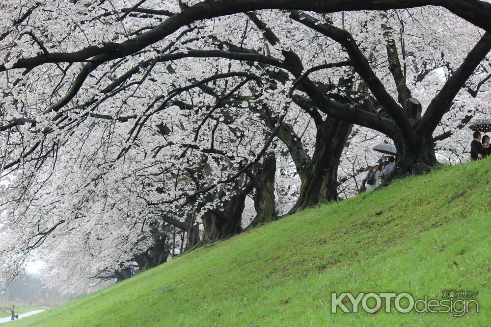 背割り堤の桜2