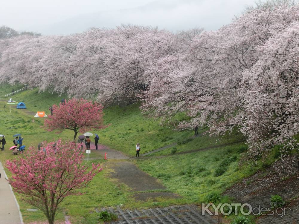 背割り堤の桜3