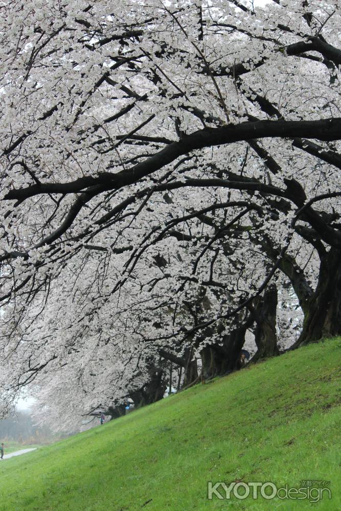 背割り堤の桜