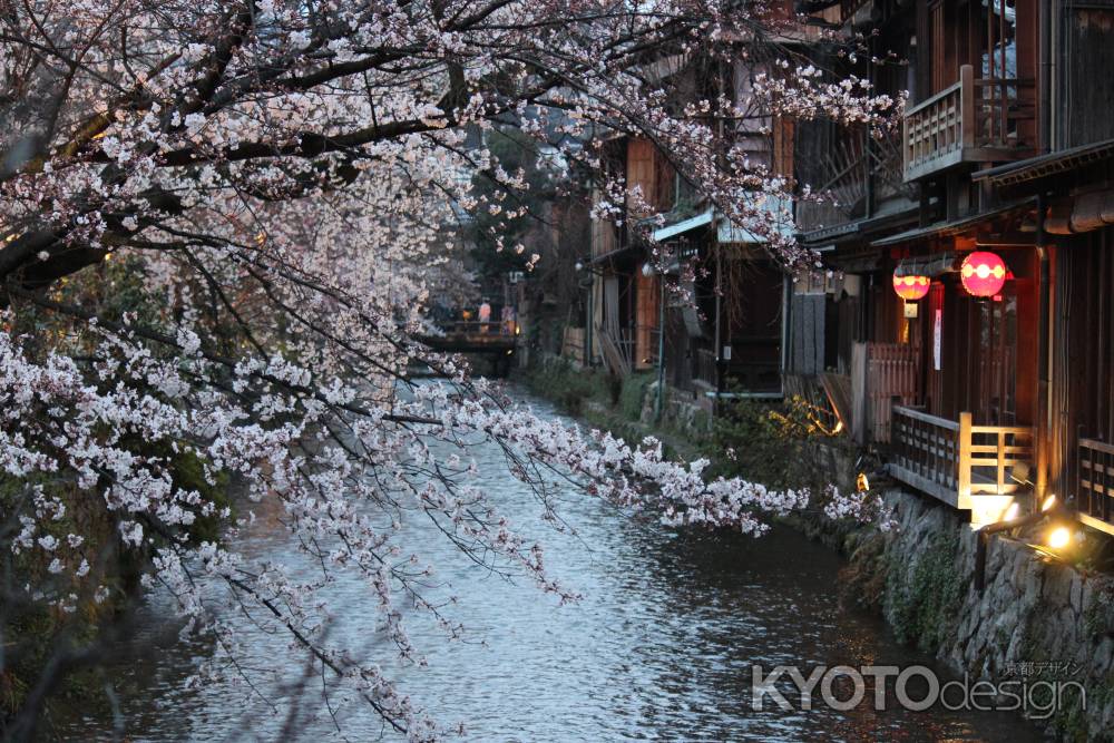 祇園白川の桜