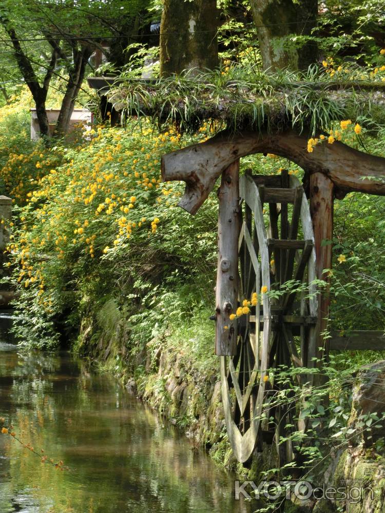 松尾大社の山吹