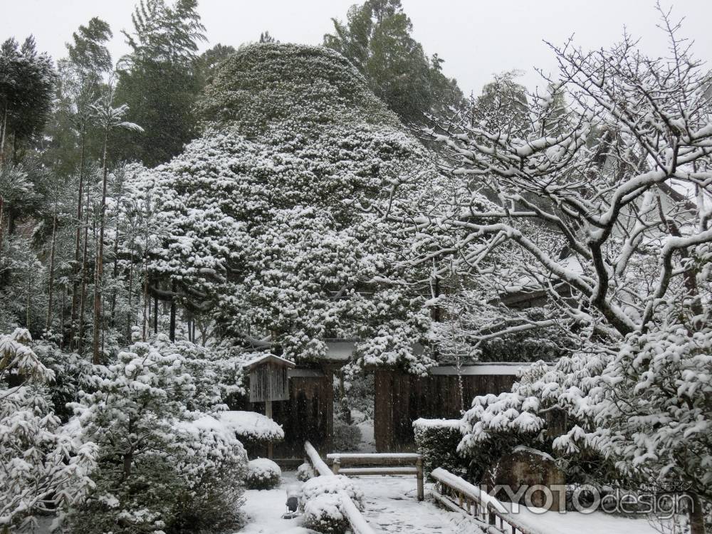 大原宝泉院　五葉松