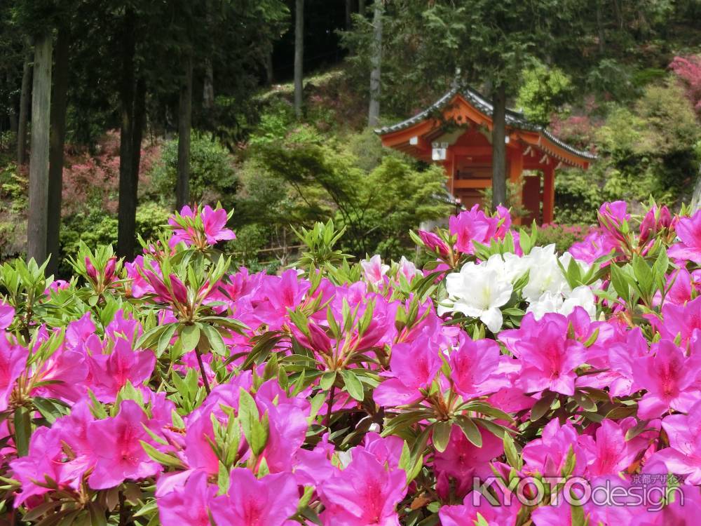 三室戸寺のつつじ2