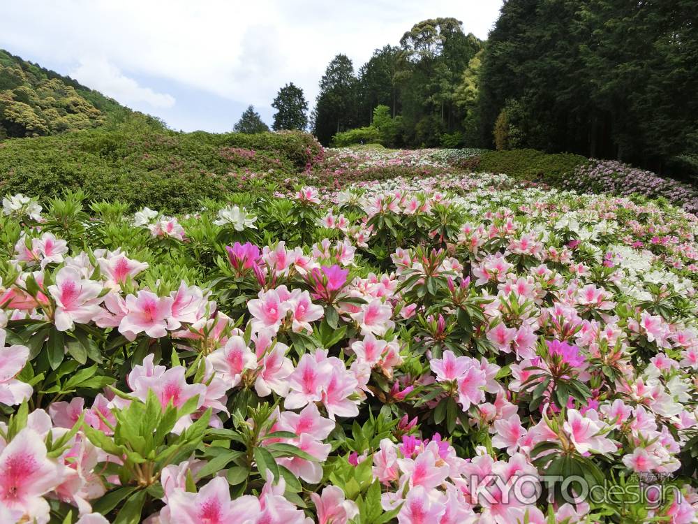 三室戸寺のつつじ