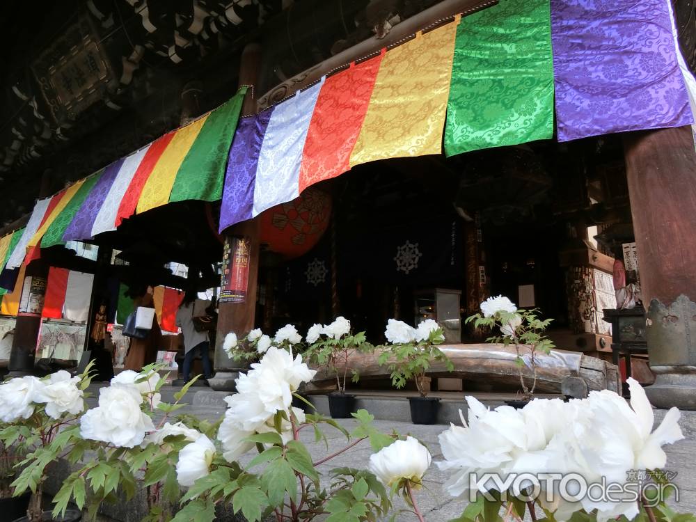 紫雲山　頂法寺　六角堂の冬ぼたん