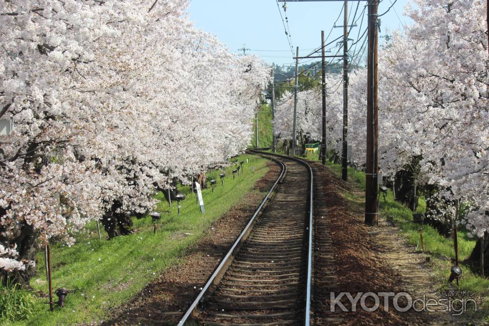 嵐電桜のトンネル