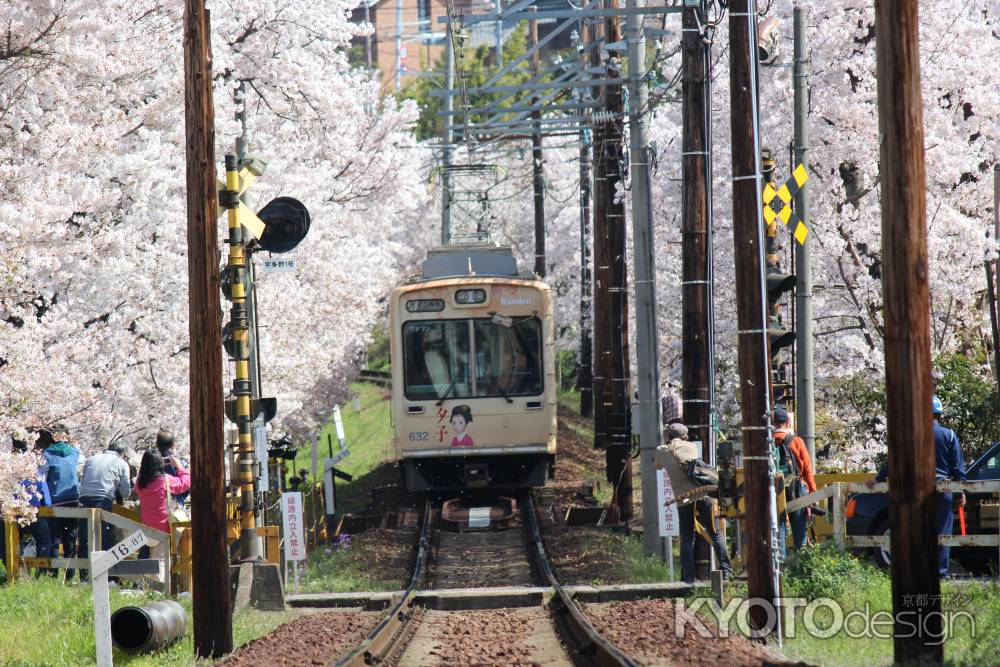 嵐電桜のトンネル