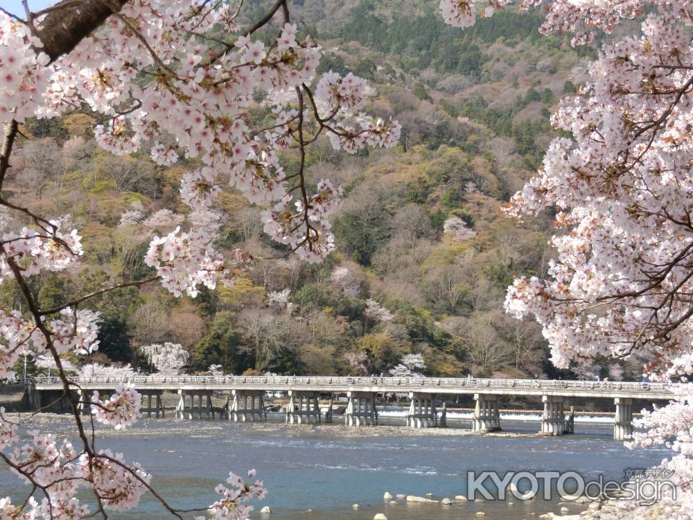 嵐山　渡月橋と桜