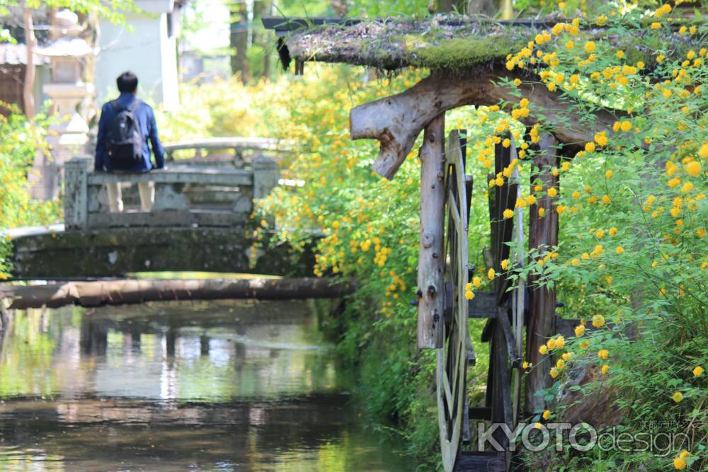 松尾大社　山吹