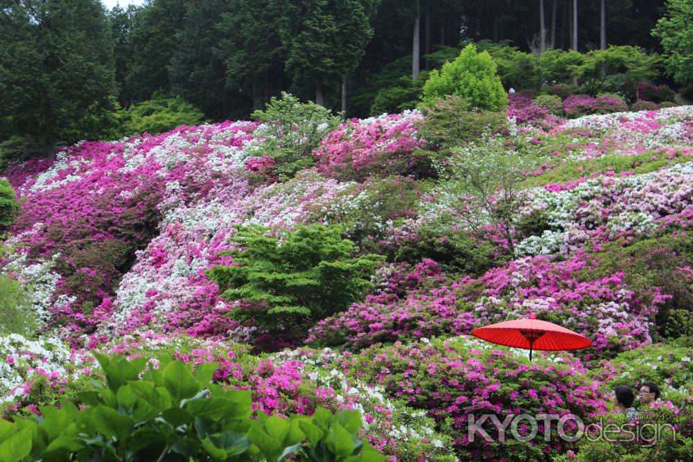 三室戸寺のつつじ