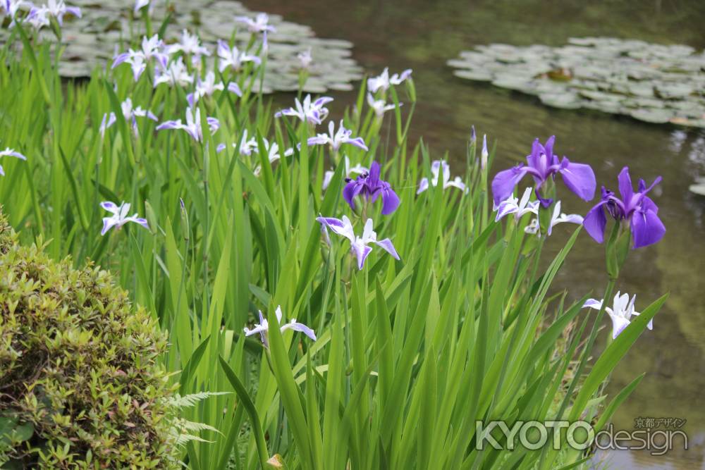 平安神宮　神苑の杜若