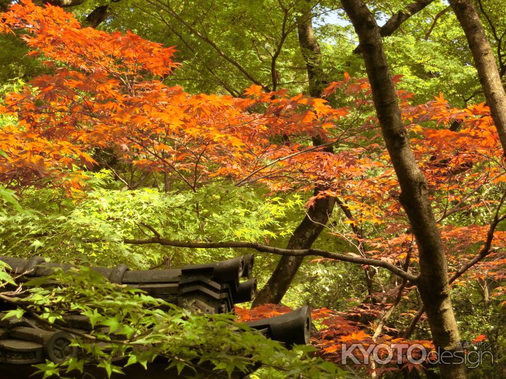 永観堂の春もみじ