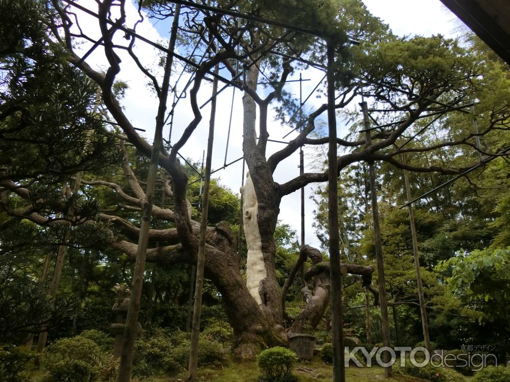 宝泉院　五葉松