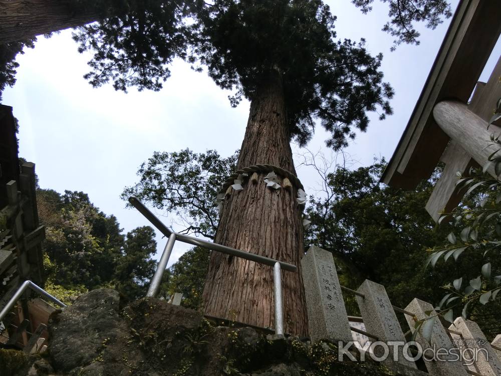 鞍馬寺 由岐神社御神木