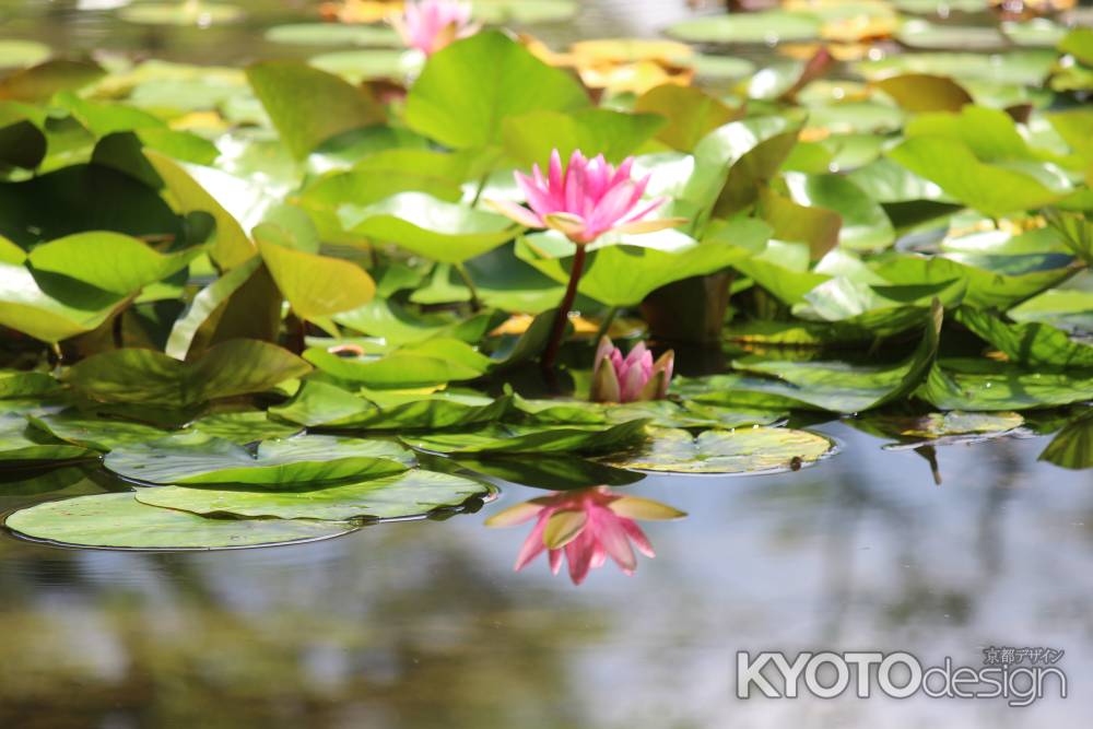 平安神宮　神苑の睡蓮