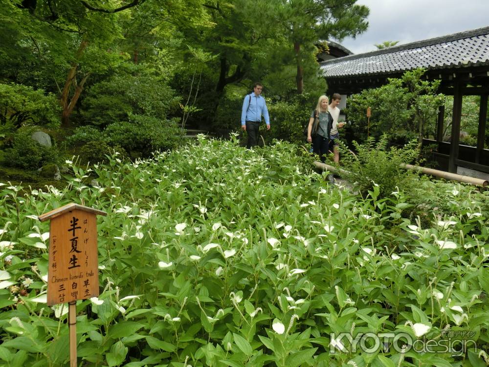 天龍寺　半夏生