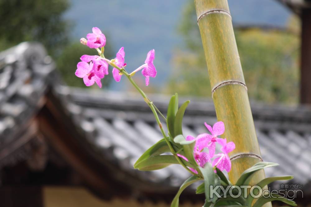 大覚寺　いけばな嵯峨御流