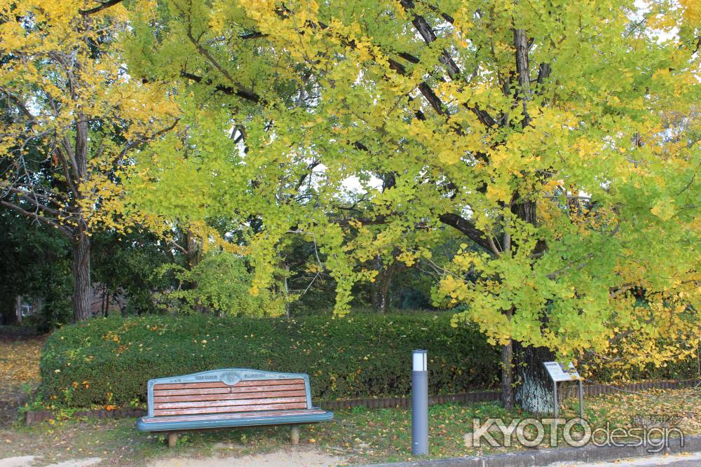 京都府立植物園　銀杏